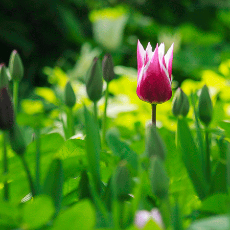 blühende Tulpe